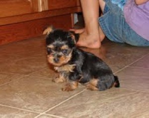 Adorable Teacup Yorkie Puppies Ready For Xmas (Asap)