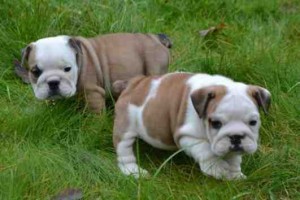 Adorable Male And Female English Bulldog pups Ready
