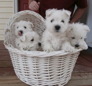 Adorable West Highland White Terrier  for X-mas. TEXT ME AT (770) 334-9177