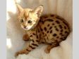 Awesome F2 Savannah Kittens Ready