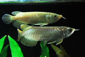 Best Quality Super red arowana and many others for sale