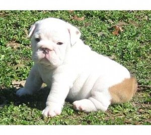 Cute Akc male and female english bulldog for christmas