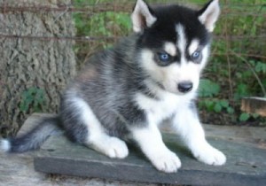 AKC Registered/House Trained Blue Eye Siberian Husky Puppies Ready To Go Now.