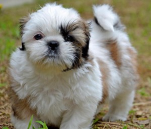 lovely shih tzu puppies for (free) adoption