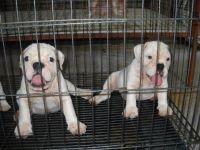 Male and Female English Bulldog Puppies For Adoption