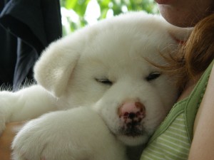 Cute and lovely Male and Female Akita Inu puppies for free adoption