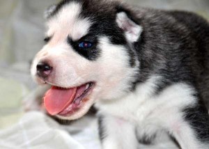 text (413-489-2502) for these cute family husky puppies ready for x-mas