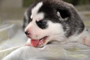 text (413-489-2502) for these cute family husky puppies ready for x-mas