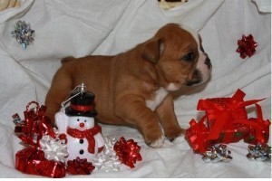 X MAS Beautiful AKC reg. English Bulldog puppies