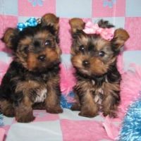 two e x mas yorkie puppies for sale