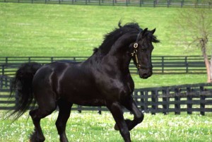 Young Energetic Friesian Horse for Adoption