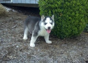 we have two Blue Eyes Siberian Husky Puppies Seeking New Homes