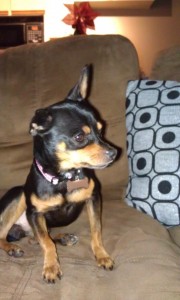 8 month old mini-pinscher for sale MERRY XMAS!!