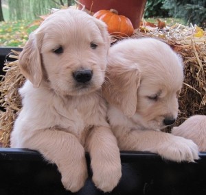 Golden Retriever puppies for sale now at affordable price