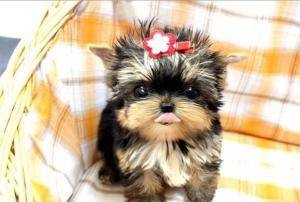 Wonderful teacup yorkie puppies for you(X-mas)