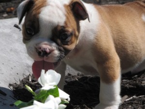 Two Cute English Bulldog Puppies for free Adoption