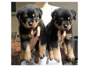 Two lovely Rottweiler puppies for xmas gift