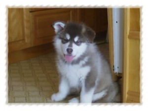 Alaskan Malamute puppies