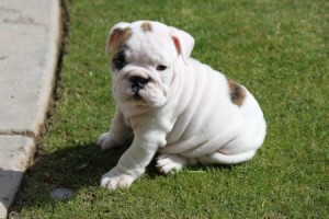 4 English Bulldog pups