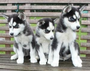 Siberian Husky Puppies For Sale