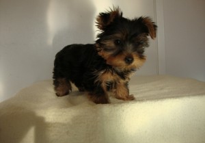 potty trained york shire terrier puppy available now.