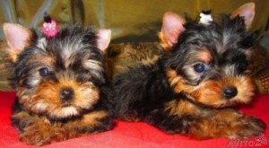 Quality Male and Female yorkshire terrrier puppies For Adoption($100)