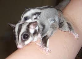 beautiful sugar glider joey