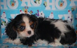 adolecent  King Charles Spaniel for adoption.