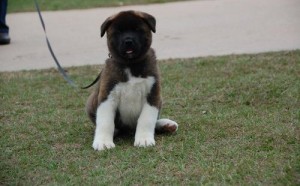 Adorable Akita for adoption.