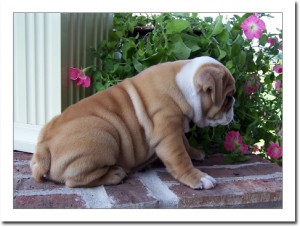 english bull puppy for adoption.