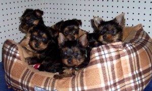 Yorkshire Terrier(Yorkies),AKC/CKC Reg,UTD/Shots,Non-Shedding..10 Weeks Old