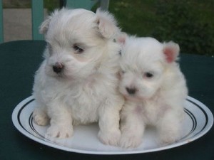 Tea Cup Maltese Puppies for Adoption  Ready For their new