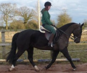 Smart &amp; Brilliant Horse (Male and Female) For Sale