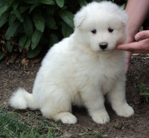 Samoyed puppies for your home