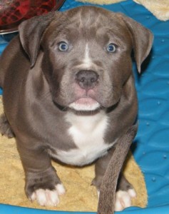 Marvelous Pitbull Puppies For Adoption