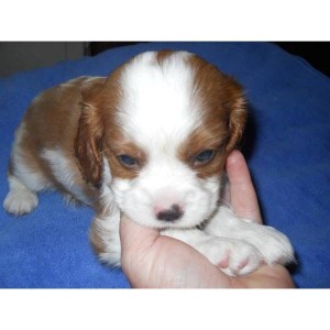 Cavalier King Charles Spaniel for adoption