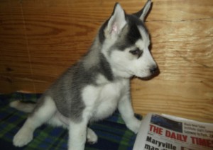 Male And Female Siberian Husky Puppies For X-Mass