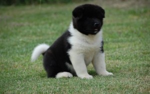 Lovely Akita puppies for sale now at affordable price