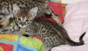 savannah kittens for rehoming