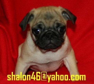 Pug Puppies For Sale