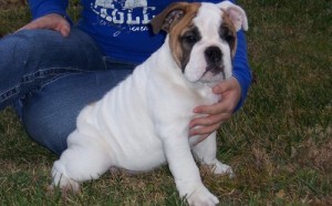 English bulldog puppies.leave your phone number for fast respond.