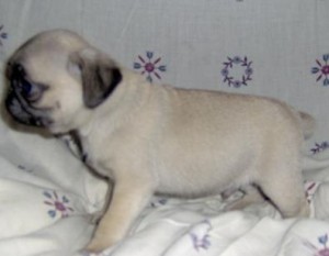 charming male and female pug puppies
