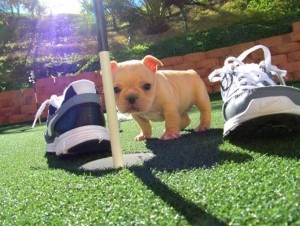 Healthy &amp; Potty Trained FEMALE French Bulldog Puppy