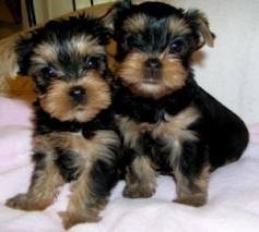 My teacup yorkie babies are urgently looking for a lovely home