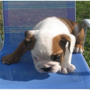 male and female English Bulldog puppies