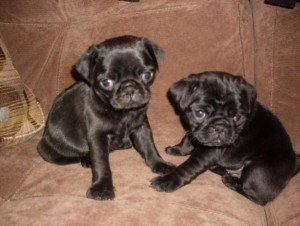 i have male and female pug puppies