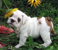 adorable english bulldog puppy