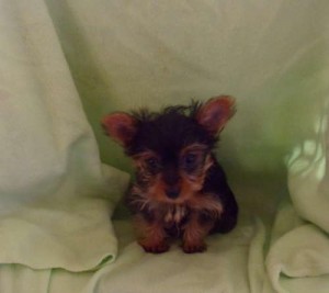 cute..cute male yorkie,,