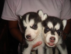 Cute &amp; Adorable AKC registered siberian husky  puppies ready