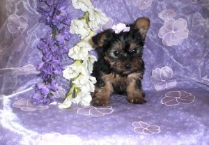 Teacup yorkies puppies for adoption now ready